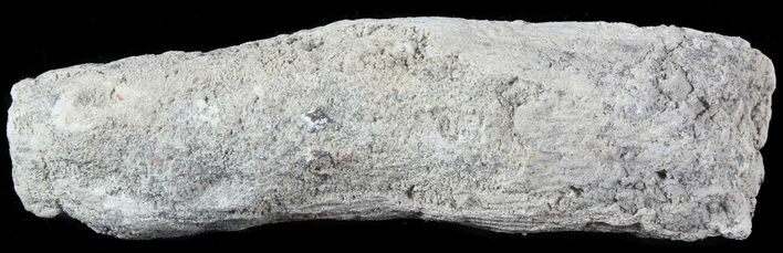 Fish Coprolite (Fossil Poo) - Kansas #49353